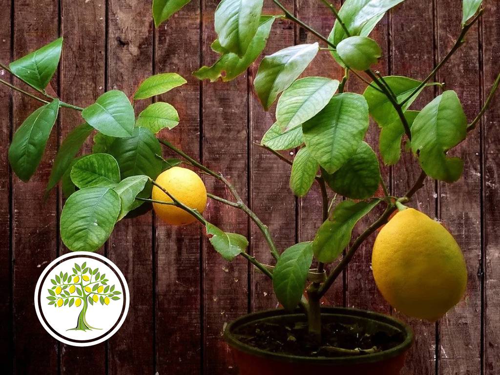 Правила посадки и ухода за лимоном сорта мейера в домашних условиях, секреты выращивания