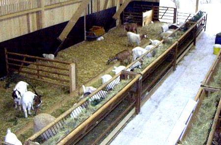 Сарай для коз — как построить козлятник (хлев) своими руками: размер стойла, устройство помещения для содержания животных внутри — moloko-chr.ru