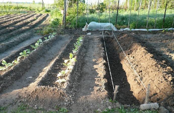 Посадка и выращивание картофеля по методу миттлайдера для высокого урожая