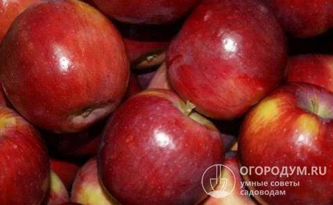 Яблоня беркутовское: описание и характеристики сорта, выращивание, отзывы