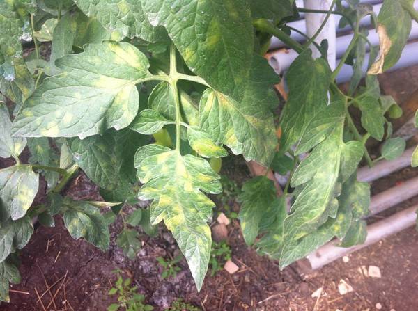 Почему могут возникнуть белые пятна на листьях помидор? | огородник
белые пятна на листьях помидор — о чем говорит данный симптом? | огородник