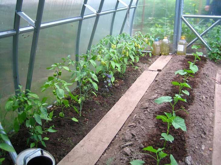Выращивание перца в теплице из поликарбоната: посадка, уход, лучшие сорта