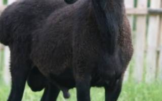 Карачаевская овца — википедия. что такое карачаевская овца