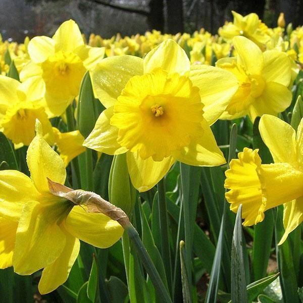 Основные причины почему не цветут нарциссы - дневник садовода flower-lucky.ru