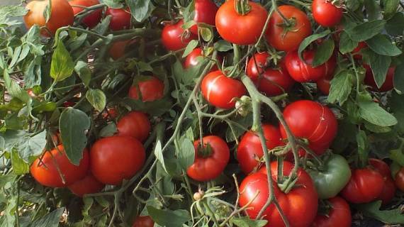 Лучшие сорта томатов для долгого хранения