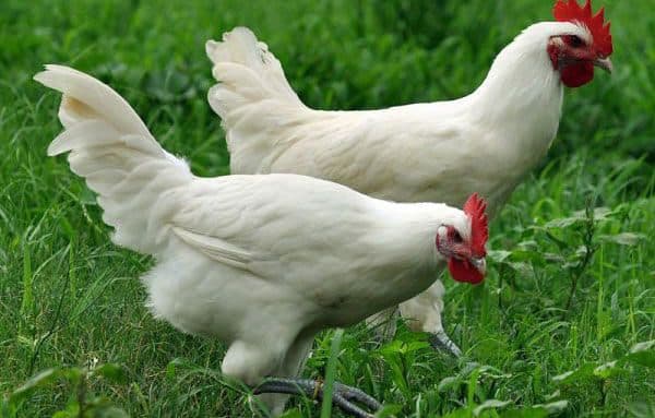 Бресс-гальская порода кур — описание и содержание