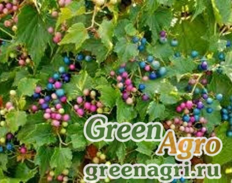 Виноградовник, или ампелопсис — лиана с разноцветными ягодами