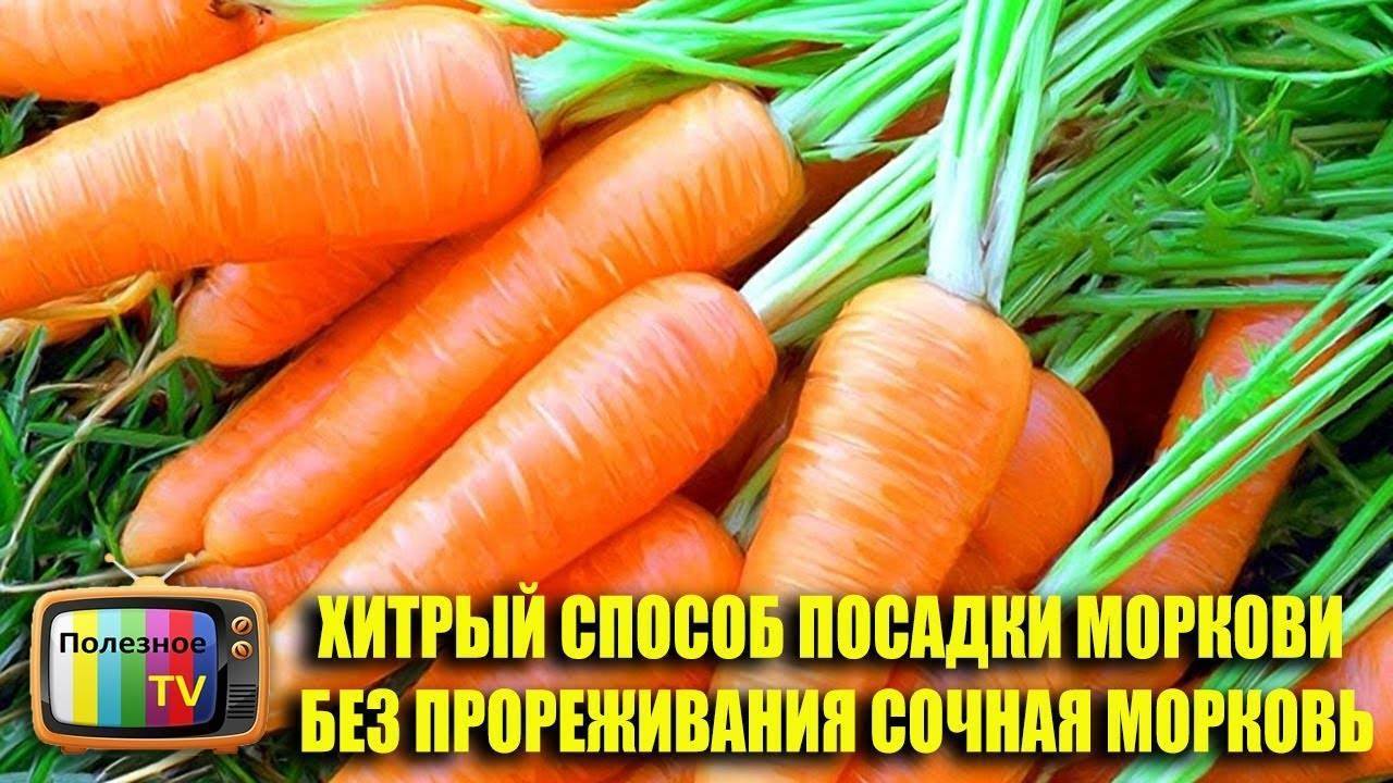 Как выращивать морковь в открытом грунте — советы опытных садоводов