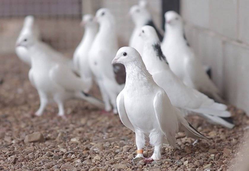 Бакинские бойные голуби: описание, особенности разведения, достоинства и недостатки