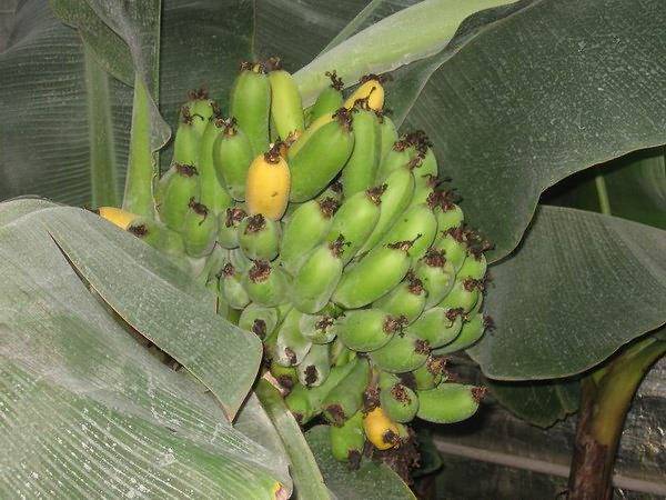 Банан комнатный -выращивание дома | садоводство и огородничество