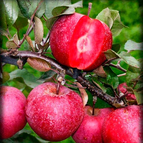 Яблоня розовый налив: описание, фото, отзывы﻿