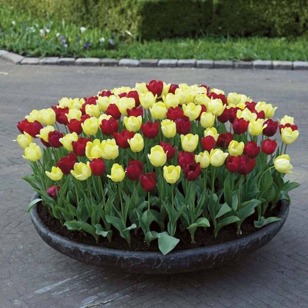 Когда лучше сажать тюльпаны — весной или осенью