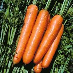 Лосиноостровская морковь: описание сорта и характеристика