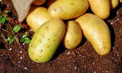 Соланин в картофеле – можно ли есть позеленевшую картошку