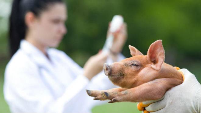 Вакцины в свиноводстве