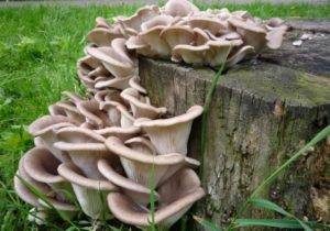 Как вырастить грибы вешенки на огороде,  | мир садоводства