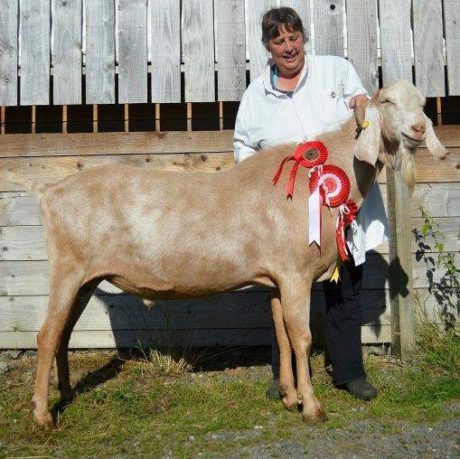Англо-нубийская порода коз: все о содержании и разведении