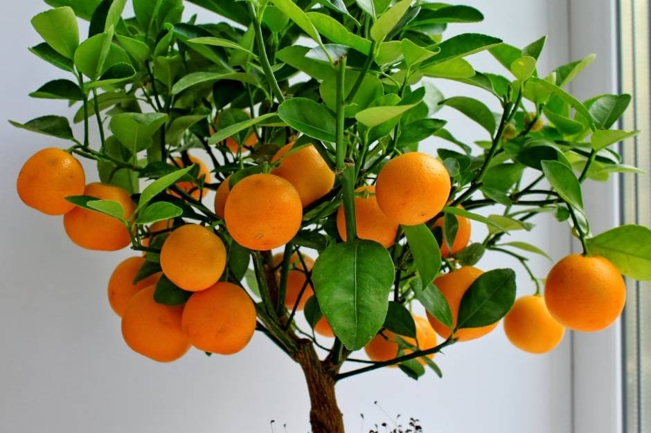Выращиваем апельсины дома и в открытом грунте