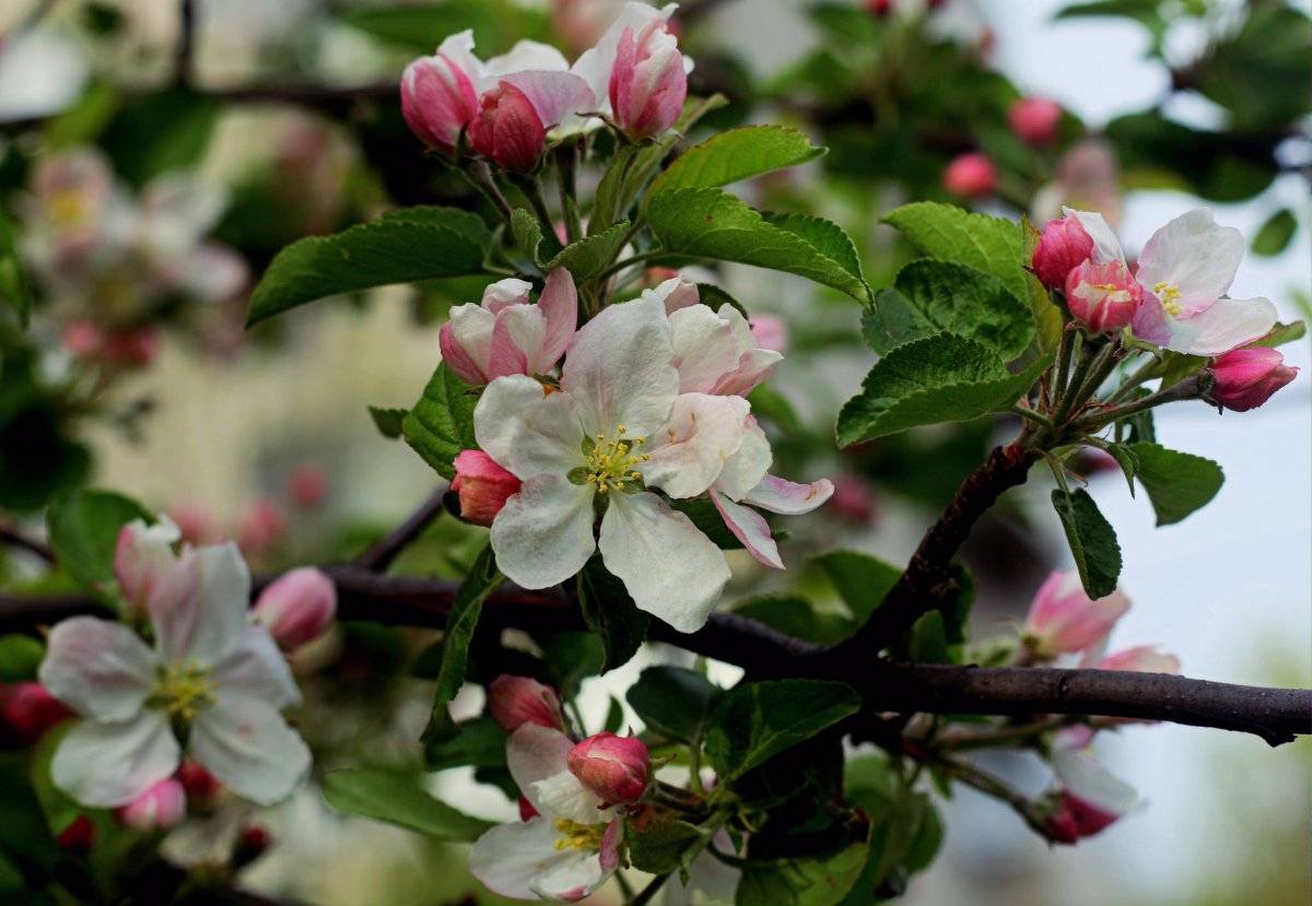 Почему яблоня не плодоносит? 4 причины - и обрезка яблони летом. плодоношение яблонь - как ускорить процесс?