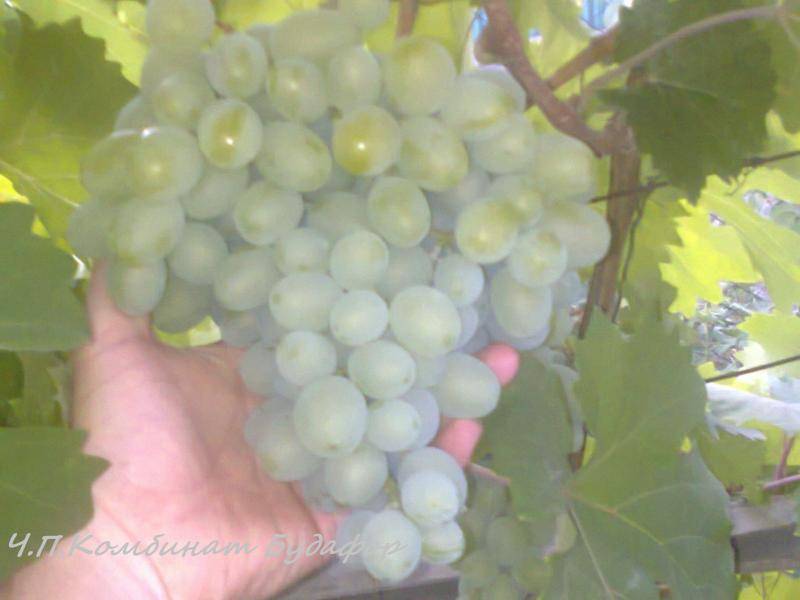 Виноград "подарок запорожью": описание сорта, фото, отзывы