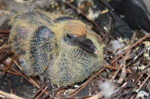 Птенец голубя: где живут детёныши и как выглядят
