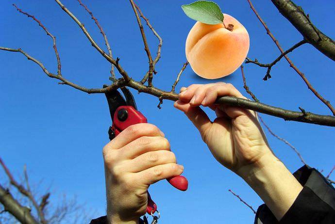 Обрезка абрикоса весной видео, фото и схемы формирования кроны