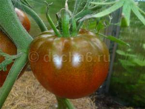 Фосфорное удобрение для рассады томатов