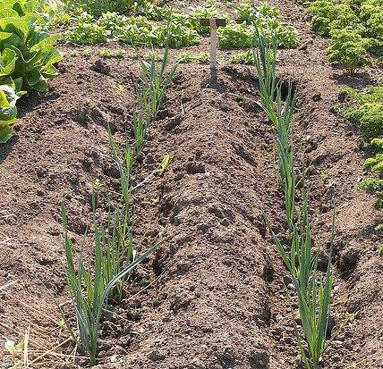 Лук-порей: как правильно подготовить и высадить рассаду в грунт