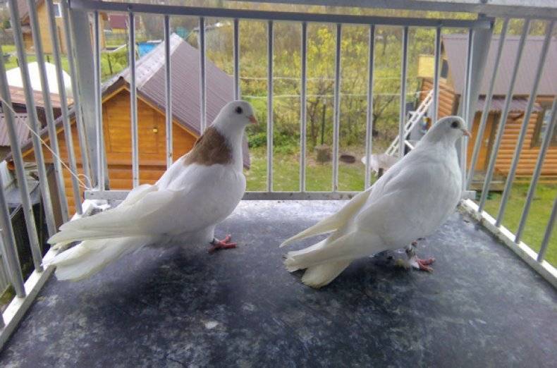 Высоколётные ижевские голуби: описание породы и их характеристика