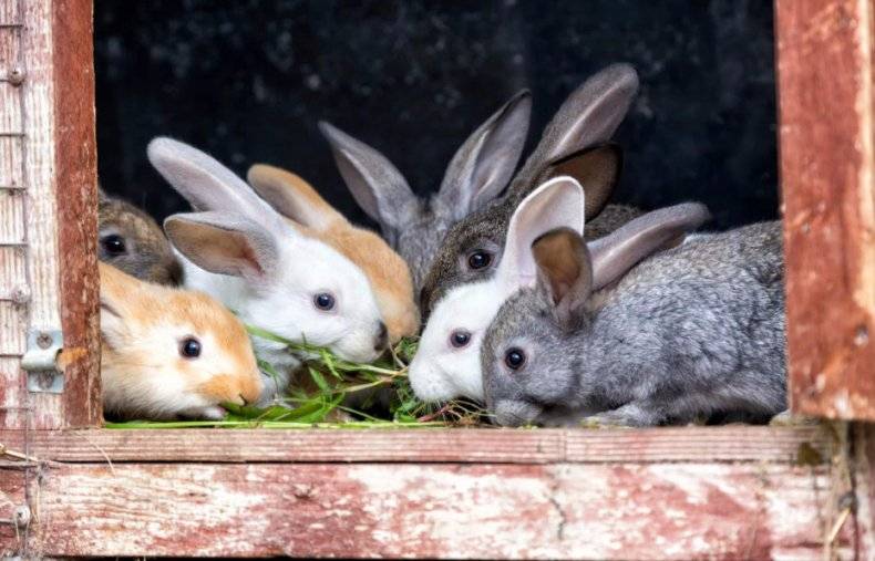 Когда отсаживать крольчат от крольчихи и чем их кормить?