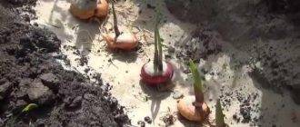 Как и когда посадить луковицы гладиолуса в открытый грунт