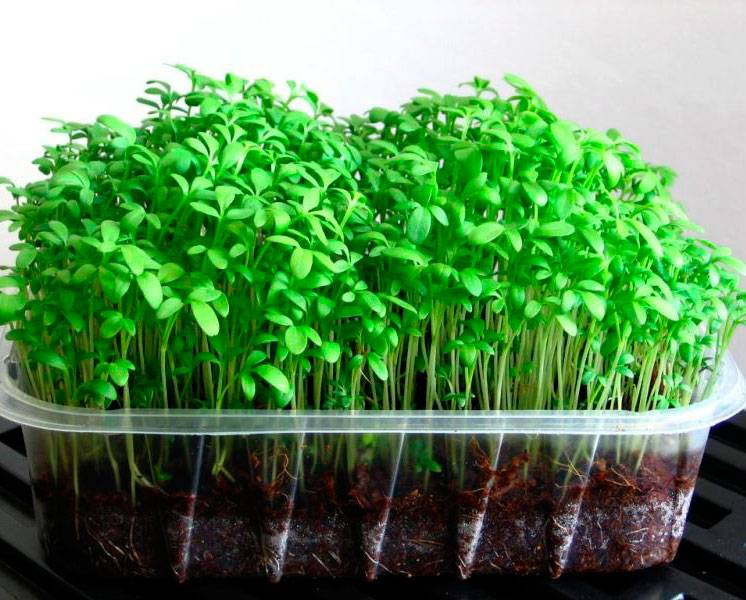 ᐉ растение кресс-салат: выращивание из семян в открытом грунте, фото, рассада в домашних условиях - roza-zanoza.ru