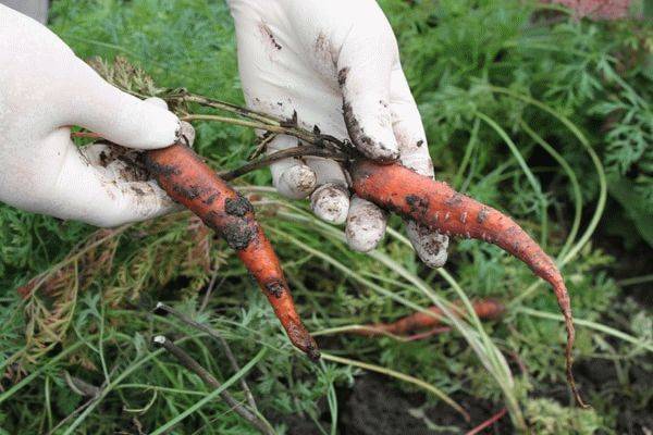 Как проредить морковь на грядке правильно: чем лучше – с помощью ножниц или по бабушкиному методу, можно ли посадить ростки в открытый грунт после такого, уход, фото русский фермер
