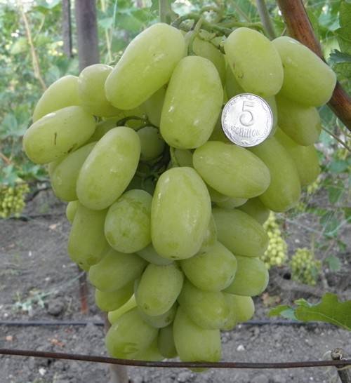 Описание винограда сорта Сицилия