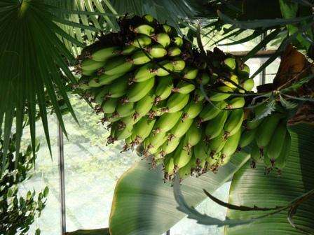 Растение банановое дерево азимина: фото плодов и листьев, выращивание и уход за азиминой