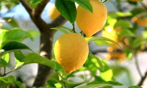 Как выращивать лимон