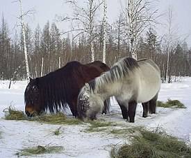 Происхождение и использование якутской лошади 2021