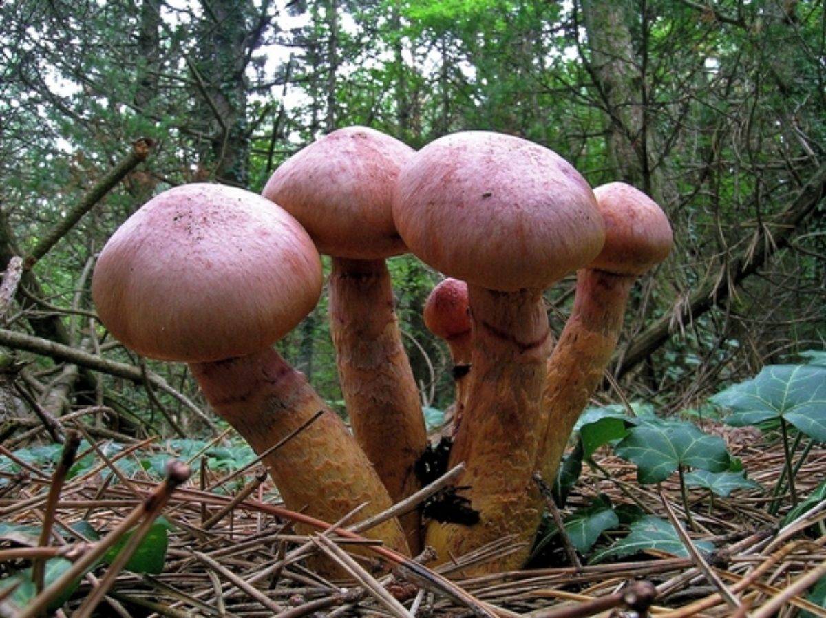 Мокруха пурпуровая – гриб, покрытый слизью