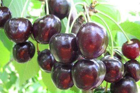 Чем хороша вишня «шоколадница» — описание сорта и отзывы садоводов