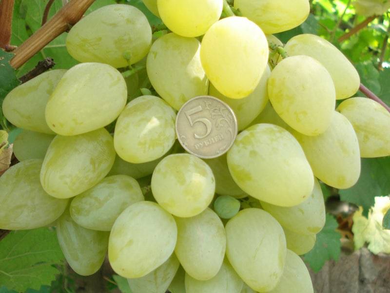 Виноград монарх: характеристика и описание сорта, выращивание, уход и отзывы