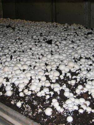 Мицелий грибов – что это, виды, выращивание в домашних условиях своими руками