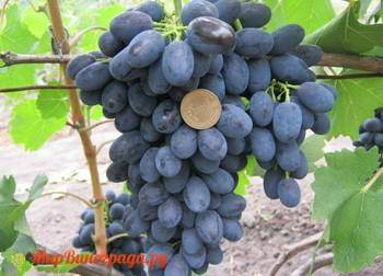 ✅ виноград хамелеон: характеристики и описание сорта, достоинства и недостатки, фото - tehnoyug.com