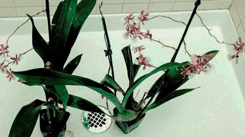 Полив орхидеи после пересадки