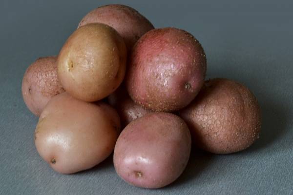 Описание сорта картофеля Романо — особенности выращивания