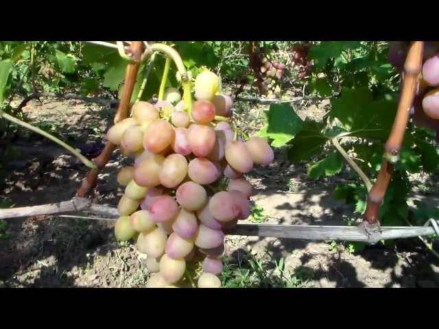 О винограде гелиос: описание и характеристики сорта, посадка и уход