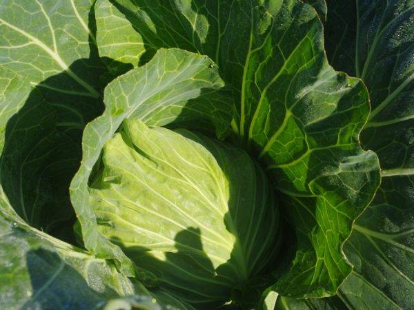 Характеристика капусты салатного сорта аммон f1 - агрономы
