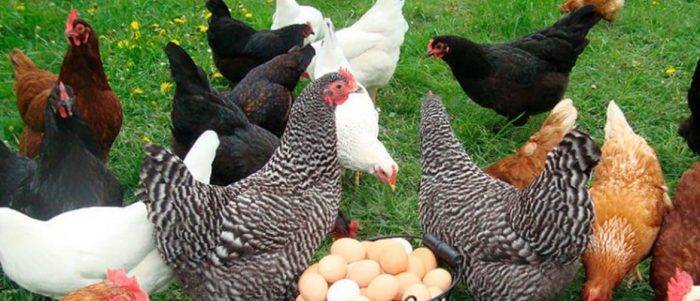 Какая порода кур самая яйценоская - топ 6 пород кур!