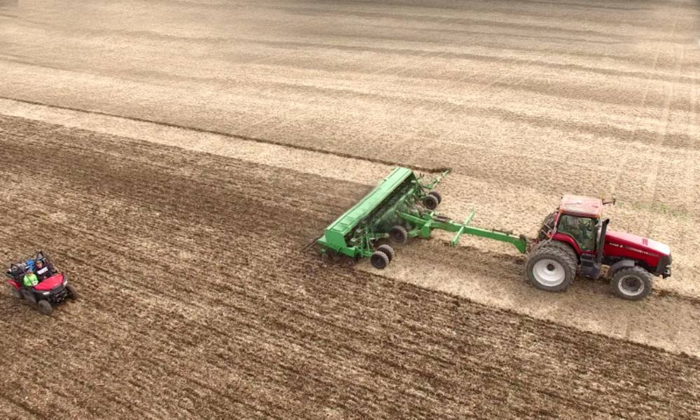 Как вырастить пшеницу в домашних условиях: требования к участку и технология посева