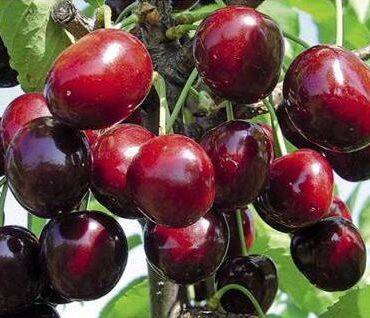 Описание и выращивание канадского сорта вишни драгоценный кармин