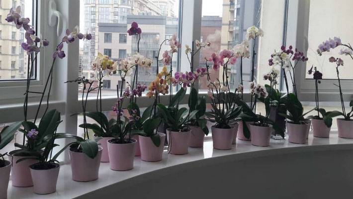 Как добиться обильного цветения орхидеи, как его увеличить и чем подкормить, чтобы заставить снова цвести пышно и красиво в домашних условиях